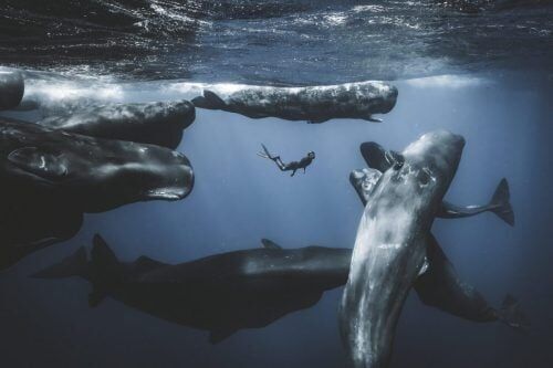 Small underwater wonders win big in ocean photography awards